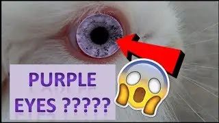 I got a Rabbit with purple eyes !!!!!!!