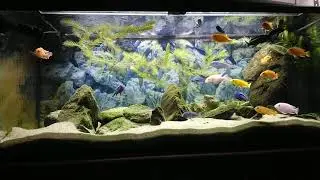 Malawi 240l