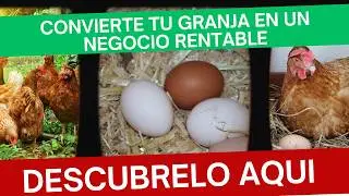 Gallinas Criollas vs. Comerciales: ¿Cuál es la Mejor Opción?