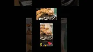 Vertical and Wide videos at the same time! iPhone trick - DoubleTake app