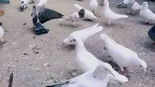 All Pigeon Very Set 😍🔥