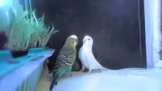 кеша Лиза