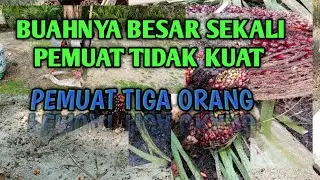 PEMUAT TIGA ORANG BUAHNYA SATU JANJANG