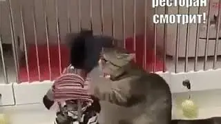 Пьяная жена в ресторане!