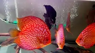 Sale of discus and angelfish. Sold.