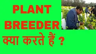 Plant Breeder kya karate hain / Breeder / Plant breeding Work / Breeder Work