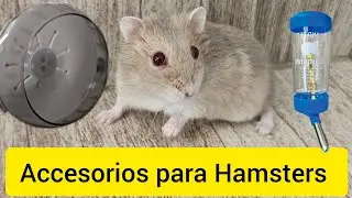 ACCESORIOS PARA HAMSTER 🐁 A SU LLEGADA A CASA