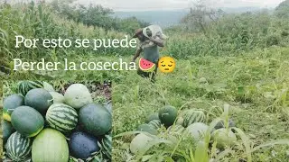 😱todo esto es por las abundantes lluvias🍉😔