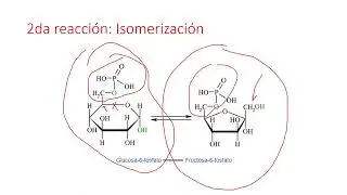 Que es la glucolisis: GLUCOLISIS PASO POR PASO