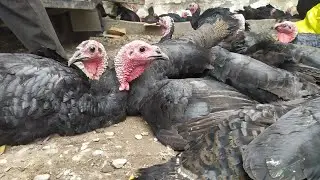Тоок базар Сузак жума базар