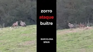 Zorro ataca a buitre. Mira la defensa. Wildlife fight
