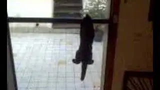 Funny Spider Cat´s (Bammental) Part2