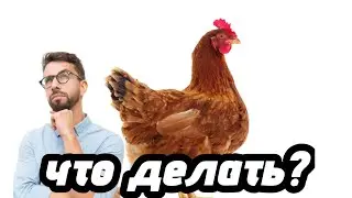 ЧТО ДЕЛАТЬ ЕСЛИ ВЫ СТАЛИ КУРИЦЕЙ? | КРУТОЙ ГАЙД