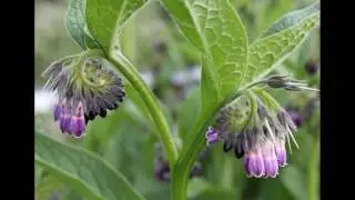 Comfrey Herb Is Natural Treatment For Dry Hair Other Benefits How To Works