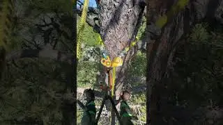 @Fug.itt tops huge pine #mountains #tree #treeclimber #arborist #husqvarna #stihl #treeworker #fall