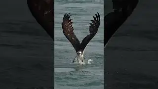 Osprey gets pulled underwater and struggles with huge fish. Will it hold on or let go?