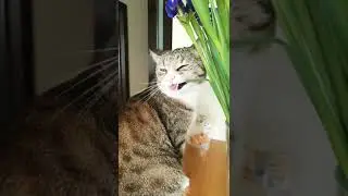 Кот сожрал мой букет