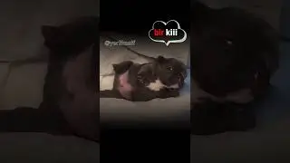 günaydın Yerli Kâşif kabilesi. 😁 Egzersizleri ihmal etmeyin. 😅 yavru köpek komik dublaj 