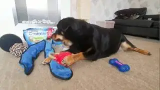 Cali the Rescue Dog: Cali's 5th Birthday