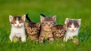 Som Para Atrair Seu Gato - Som Que os Gatos Adoram