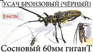 ✅ НЕВЕРОЯТНО ОГРОМНЫЕ УСЫ! ЖУК УСАЧ СОСНОВЫЙ ЧЕРНЫЙ ( БРОНЗОВЫЙ).