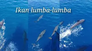 Ikan lumba-lumba