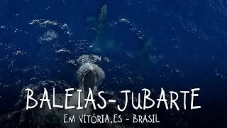 Group of humpback whales in Vitória, ES - Brazil!