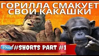 Горилла смакует свои какашки / Смак пальчики оближешь / Zoo Moscow 
