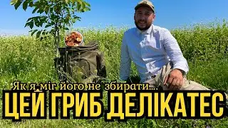 Гриб Скарб!!! Вперше збираю Хрящ-Молочник +чудовий Рецепт.