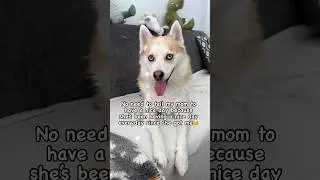 No Need To Tell Her To Have A Nice Day😌 Pomsky Dog Ocean #shorts #doglover #youtubeshorts