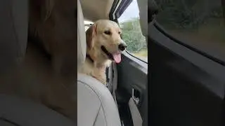 Golden Retriever Love To Ride The Car🚗  Chalo ghumne #dog #shorts #youtube #dog #viral #enjoy