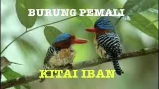 7 Bansa Burung Pemali Kitai Iban