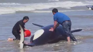 KILLER WHALE  orca rescue