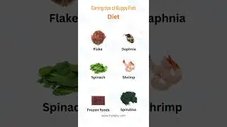 how to care guppy fish نحوه ی نگهداری ماهی گوپی