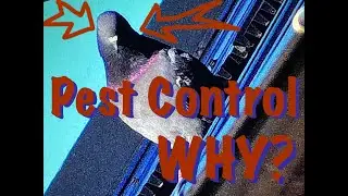 Why pestControl ? - is it nesessary? - why airguns?