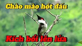 chào mào hót kích bổi | kích chim đấu lại nhanh lên lửa