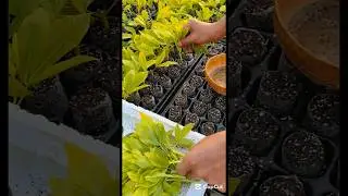 Choisya ternata & Carnation Cuttings In Processing 