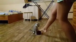 FIFA-CATS 2018|Вратарь Данилко|Замена Акинфеева