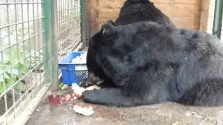 Маша и Миша