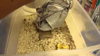 Mealworm Project Day 1