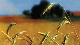 Musical folklore of Belarus (2008)