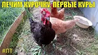 [VLOG_ЛТ#179]: о курах, одна болеет кнемидокоптозом, лечу. Купил зерно.