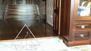 Каракеты великолепные коты! Caracat. Каракет.