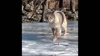 Bobcat PROWLING on the Ice  #bobcat