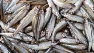 Как ловится корюшка