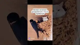 жалко Валеру