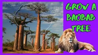 🌳BAOBAB tree🌳 update - 3 weeks