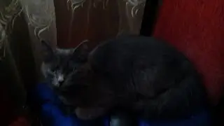 Mini Подкаст !