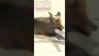Орел Против Лисы