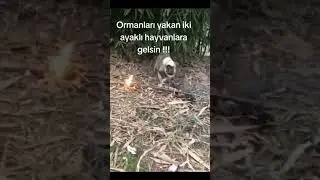 ORMANI YAKAN VİCDANSIZ İNSANLARI KINIYORUZ 